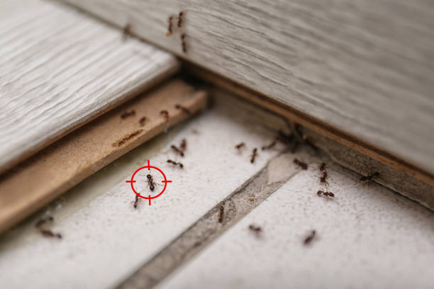 Reliable Trenton, NJ Pest Control Solutions